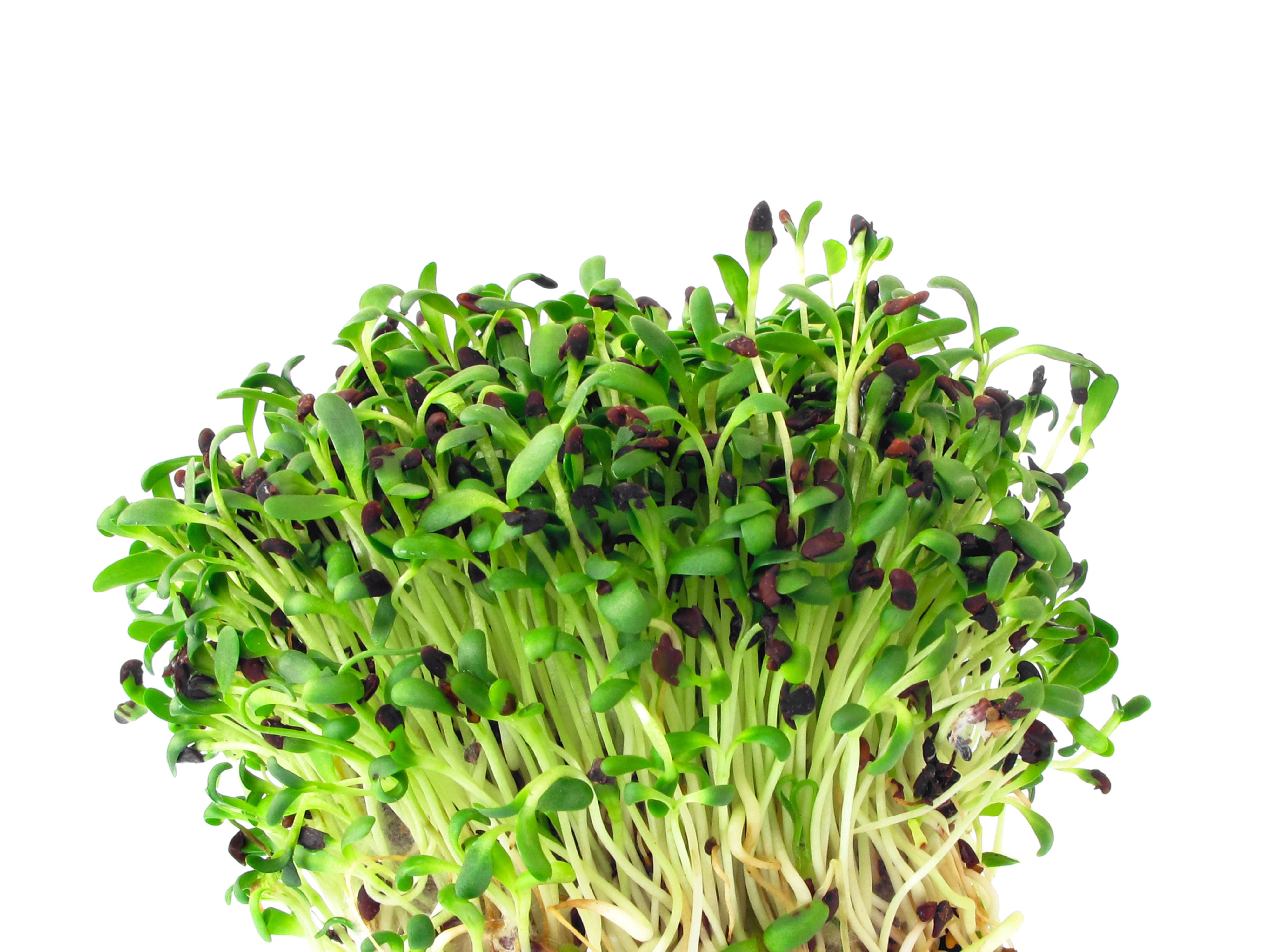 Purple Top Turnip Deer Food Plot Seeds Food Plot Non-GMO Vegetable Garden Micro Greens Seeds Whitetail Deer Green Goose 5 Lbs
