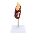 thumbnail image 5 of Life-Size Kidney Model, 2 Parts Showing Internal Structure a Kidney Human Anatomy Replica for Docto, 5 of 5