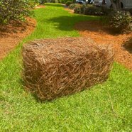 USA Pine Straw - Premium Pine Needle Mulch (Pine Australia | Ubuy