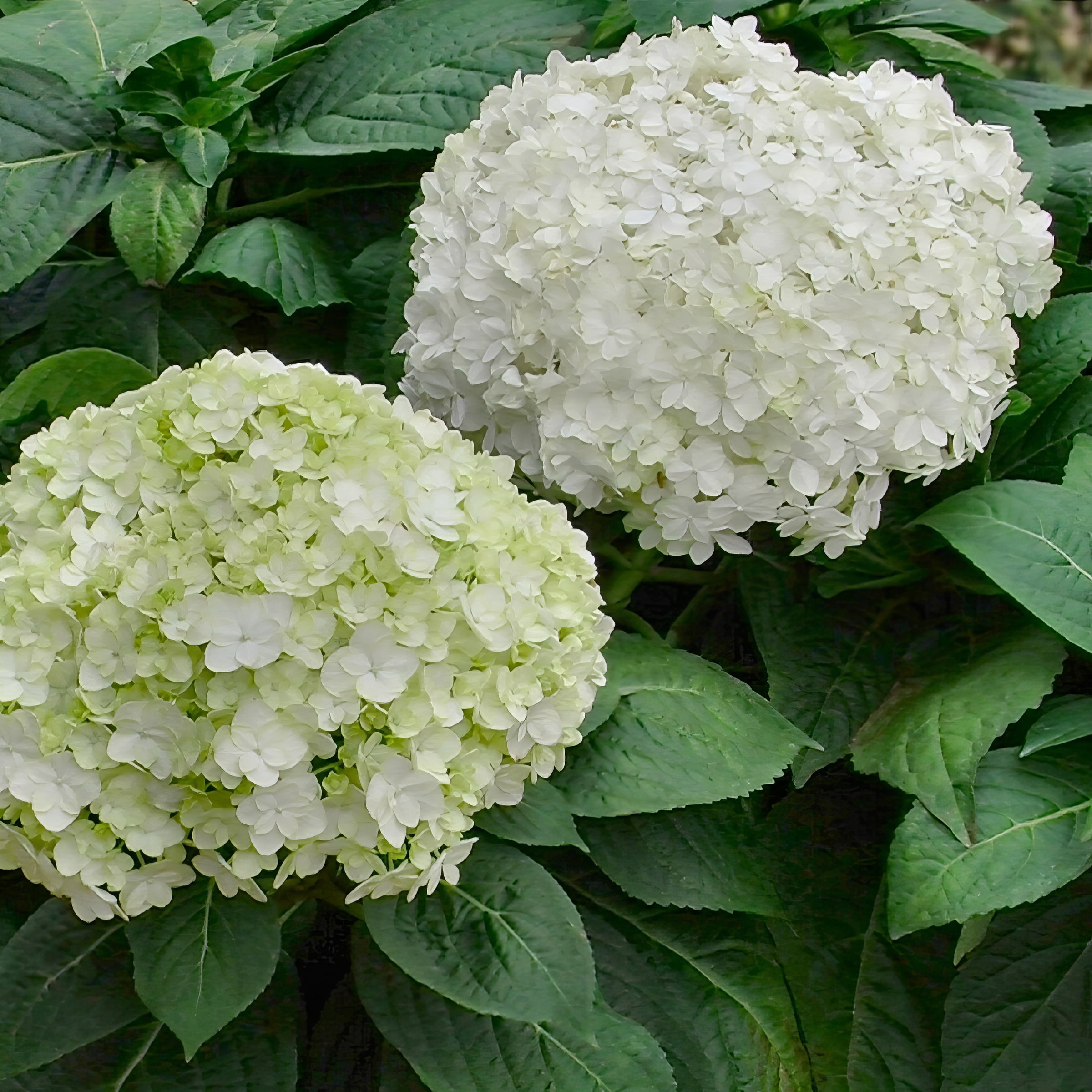 4" Hydrangea '3N1' Live Shrub with Partial Sunlight (3-Pack)
