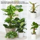 thumbnail image 4 of 2 piezas Planta Polos Jardinería Reutilizables Vides Sticks Plantas en conserva interior Apoyo hacia arriba Puestas de apoyo para el invernadero Hogar 40 cm Inevent HA059632-02, 4 of 7