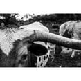 thumbnail image 2 of Texas Picture Archive 18x13 Black Modern Framed Museum Art Print Titled - Longhorn Cows-Texas, 2 of 4