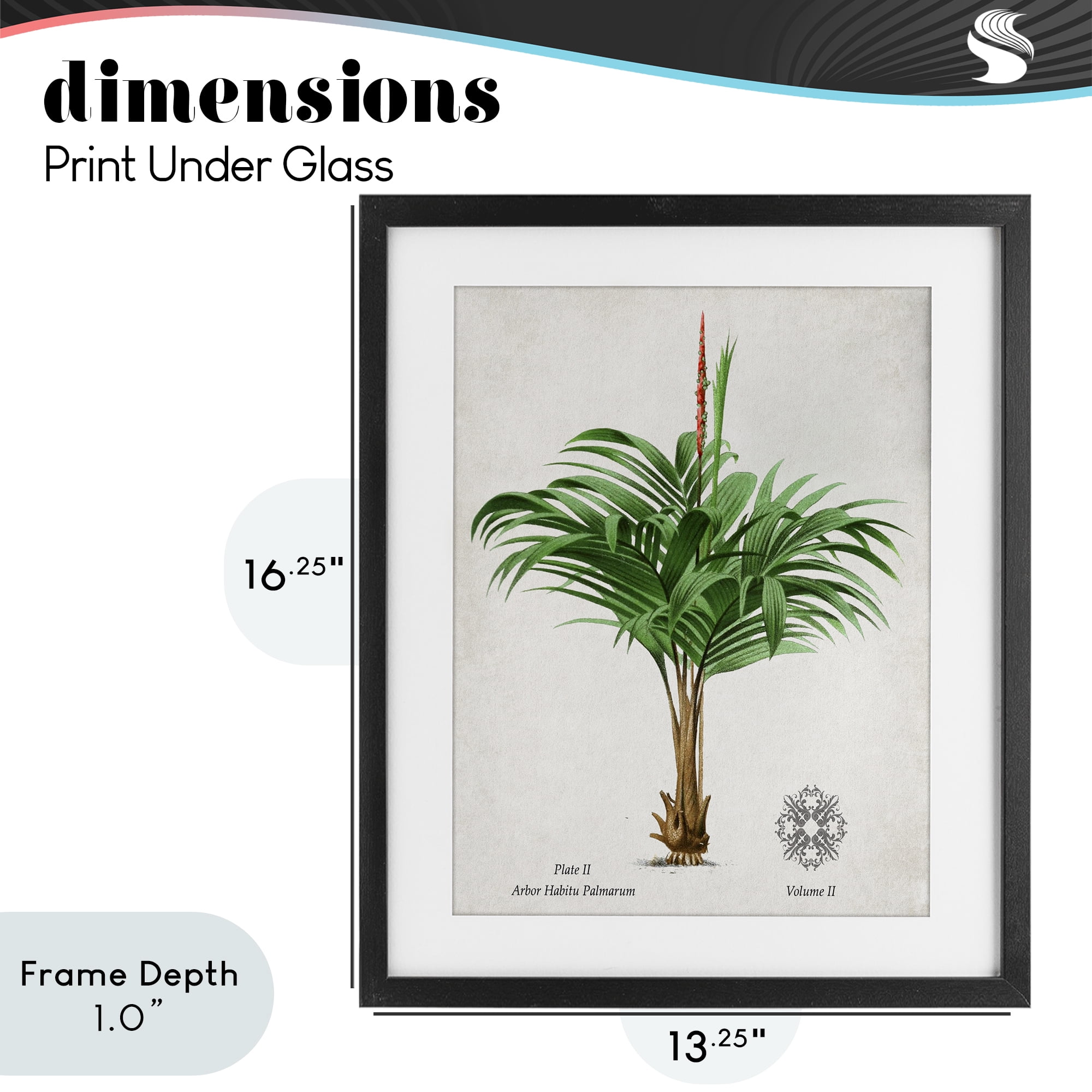 Stupell Industries Natural Palm Variety Study Black Framed Print Under Glass, design by Val Rhodes