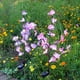thumbnail image 3 of Wosthever Luz alimentada por energía Solar, flores de simulación, estaca, jardín al aire libre, Patio, camino de césped, lámpara de paisaje, Iluminación navideña Luz calida Wosthever HA067047-01, 3 of 6