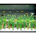thumbnail image 3 of Plantas de agua artificiales de algas marinas para acuario, decoración de plantas de pecera de plástico, 10 unidades (verde) Shuxiu Wang  9024719204413, 3 of 5