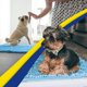 thumbnail image 5 of Felpudo para perros Muddy Mat®, original, de microfibra superabsorbente, 5 of 6