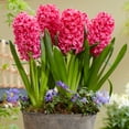 thumbnail image 5 of Van Zyverden's Hyacinth Valentine Mix (Set of 6 Dormant Bulbs) Partial Sun, Multicolor, Annual, 5 of 9