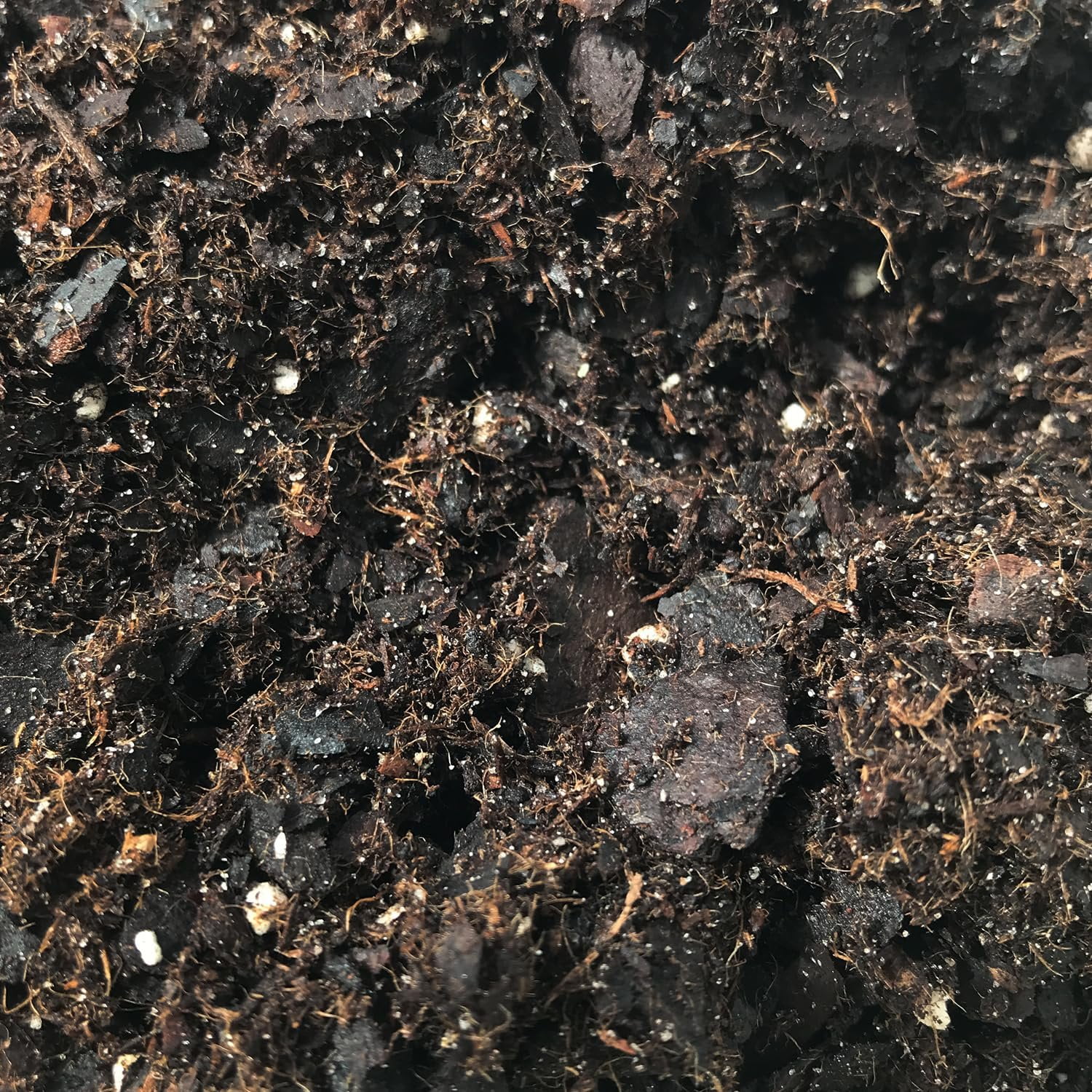 Fern Growing Soil Mix  2 Quarts - Custom Soil Blend  Potting Mix for Fern Plants  Specially Developed by and for Professional Nursery Growers - Nutrient-Rich Formula