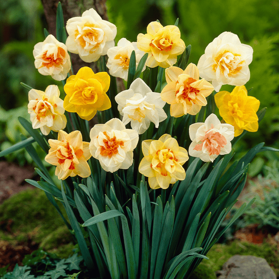 Pack 10 Mixed Double Daffodil Bulbs, Perennial Daffodil Bulbs Ready to Plant, Vibrant Flower Bulbs