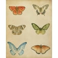 thumbnail image 2 of Meagher, Megan 15x18 White Modern Wood Framed Museum Art Print Titled - Butterfly Varietal II, 2 of 4