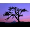 thumbnail image 2 of Terrill, Steve 14x12 White Modern Wood Framed Museum Art Print Titled - OR, Columbia Gorge, Pine tree framing Mount Hood, 2 of 4