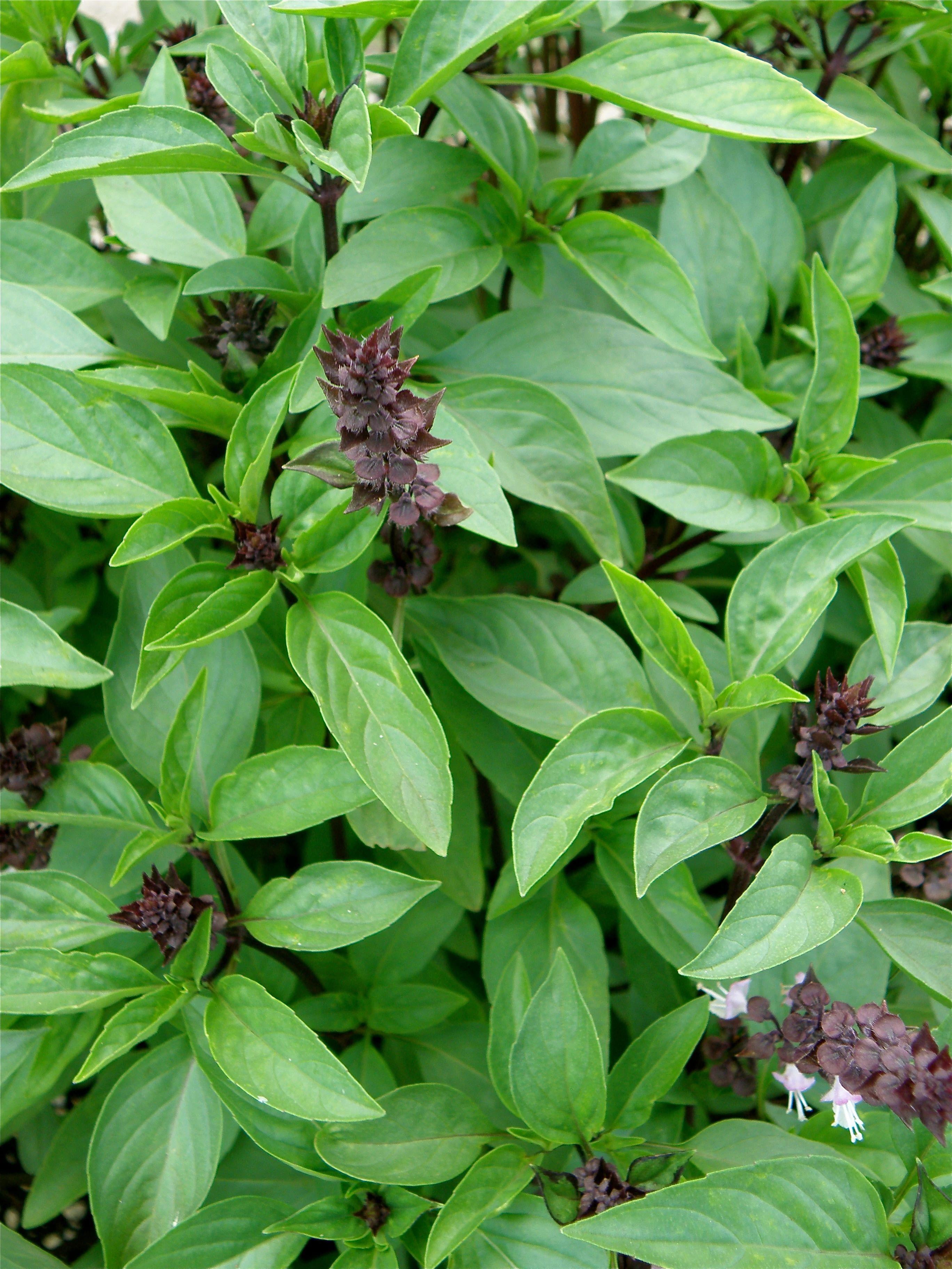 Bonnie Plants Thai Basil 19.3oz. 2-Pack Live Plants