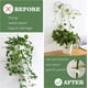thumbnail image 4 of 100 clips para plantas (blancos) para plantas trepadoras, clips de fijación de pared de plantas, dispositivo de fijación de enredadera de pared invisible autoadhesivo, ganchos adhesivos para plantas p, 4 of 5