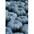 thumbnail image 2 of Exotic Blue Pumpkin Seeds | 20 Pack | Blue Jarrahdale Pumpkin Seeds-Annual seeds-Full Sunlight/Partial., 2 of 3