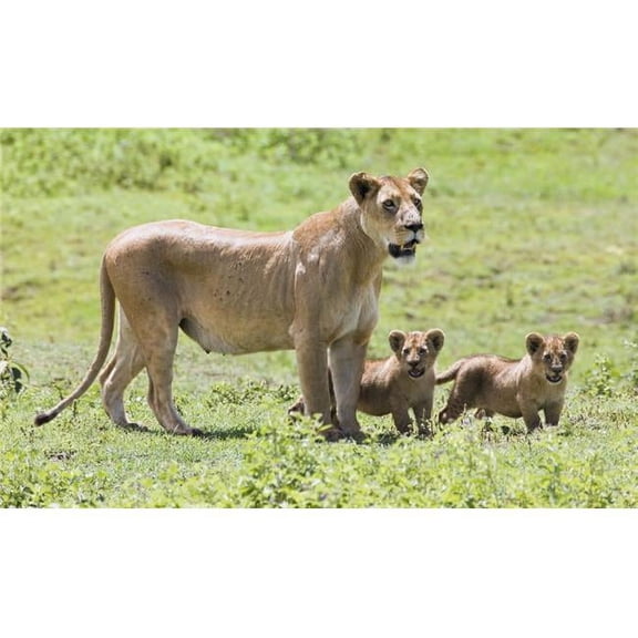 Lioness with Cubs Poster Print by Carson Ganci - 20 x 11