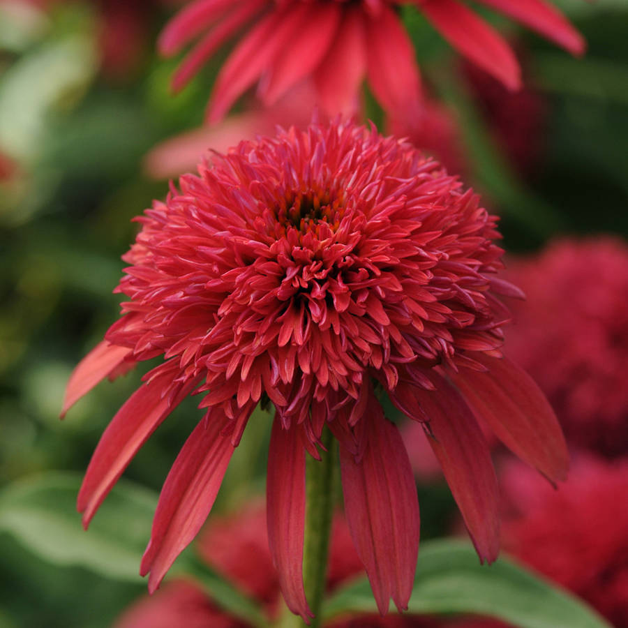2.5 Qt Double Scoop Cranberry Echinacea Coneflower Flowering