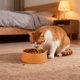 thumbnail image 5 of RKSTN Cat Bowls Round Plastic Pet Bowl, Plastic Pet Eating Bowl, Easy to Clean Cat Dog Eating Bowl Orange, 5 of 6