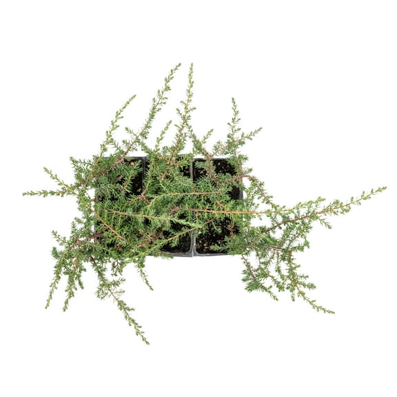 6 Green Carpet Juniper in 3.5" Nursery Cubes | Juniperus communis | Low-Growing, Dense Evergreen Groundcover Shrub | Ready-to-Plant Starter Plants (6 Green Carpet Juniper)