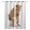 Orange, variant on Funny Pig Kitchen Curtains Cute Art Fun Lovely Animals on Toilets Cafe Short Curtains for Bathroom Blackout Window Curtain Grommet Small Window Treatment Drapes for Bedroom Living Room 27.5"x39"x2