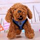 thumbnail image 4 of Mascota Chaleco Transpirable Arnés Correa Cachorro Caminando Correa De Cuerda De Tracción (Azul / M) Tmvgtek Oficina Multiescena Multifunción, 4 of 6