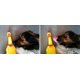 thumbnail image 2 of Juguete de goma para perros, pollo chirriante de cuatro patas duradero, 2 of 4