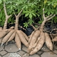 thumbnail image 4 of Pack 5 Sweet Cassava Red Yuca Manihot Esculenta Cuttings, 3-5 Inch, Well Rooted Starter Plants for Outdoor Gardening, 4 of 5