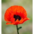 thumbnail image 5 of Red American Legion Poppy Seeds, 3000 Heirloom Flower Seeds Per Packet, Non GMO Seeds, Isla's Garden Seeds, 5 of 6