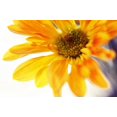 thumbnail image 2 of Jenny Rainbow Fine Art 24x17 Gold Ornate Wood Framed with Double Matting Museum Art Print Titled - A Little Bit Sun in the Cold Time, 2 of 4