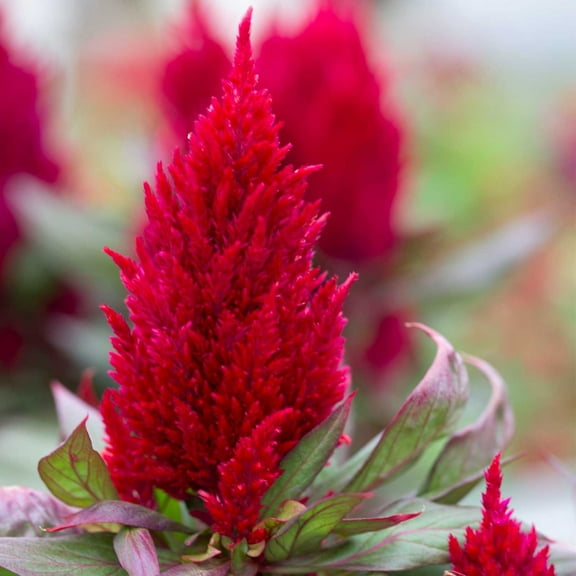 Celosia Plumosa ~50 Seeds – Scarlet Plumes – Bronze Foliage – Pelleted, Non-GMO – Annual Landscaping Flower – 14–16" Tall – Easy to Grow Bedding Plant