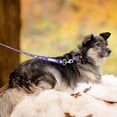 thumbnail image 4 of Lucky Love Dog Martingale Collar, Blue Color No Slip Collars for Small Dogs, Tropical Fish Pattern Martingale Dog Collar, Great for Whippets, Greyhounds, and More (Mackey, Small), 4 of 7
