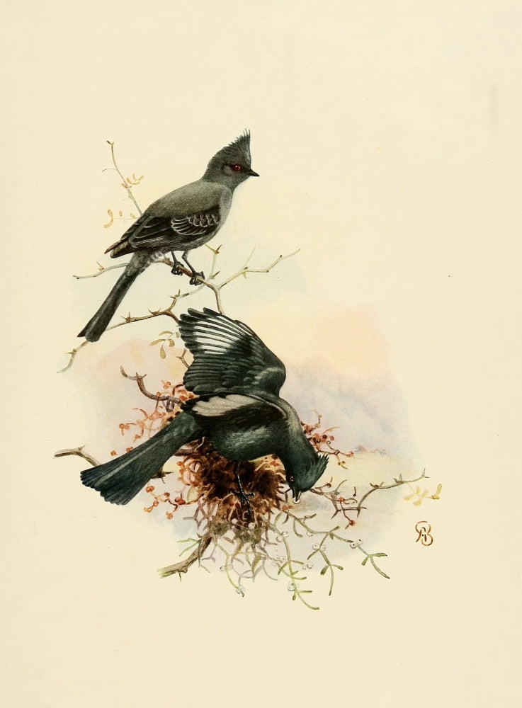 Birds Of California