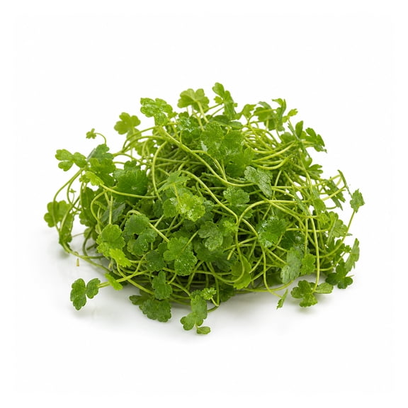 Canton Aquatics Dwarf Pennywort Japan Live Aquarium Carpet Plant, 4 oz Portion