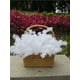 thumbnail image 3 of Nvzi Simulación de flores de escarcha de cinco puntas de una sola rama de niebla de flores falsas para decoración de fondo de salón de bodas, plantas artificiales Thefogisbrightred，White, 3 of 3