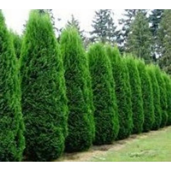 Emerald Green Arborvitae Tree ( Thuja )  - Live Plant - ( 1 QT ) - Privacy  Hedge