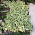 thumbnail image 6 of Sedum 'Atlantis' -Succulent- Live Starter Plant, 6 of 7