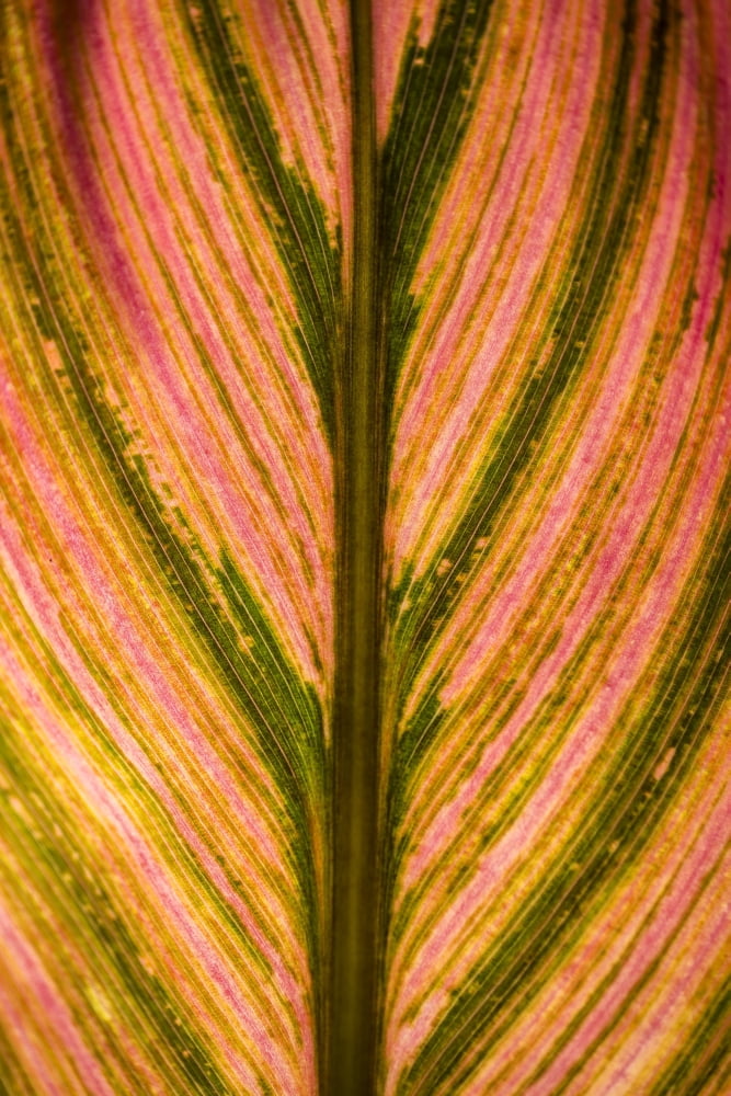 Close Up Of A Colou