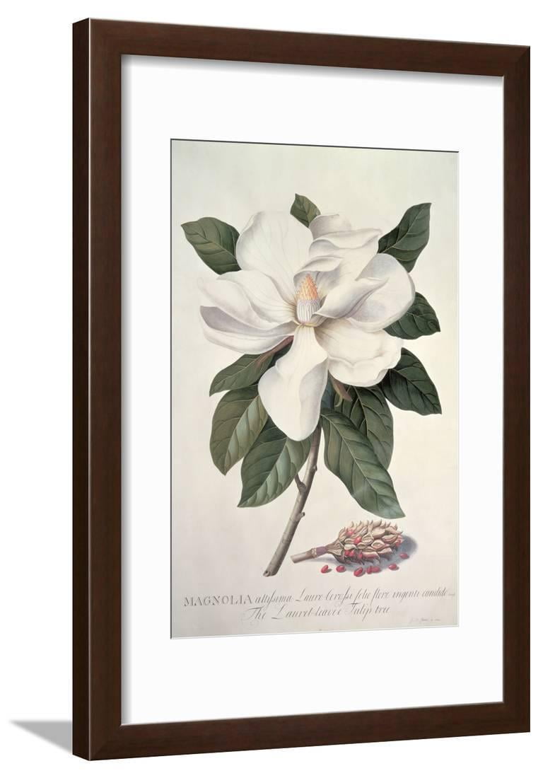 Magnolia Framed Print Wall Art By Dionysius Ehret