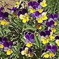 thumbnail image 4 of Isla's Garden Seeds 500 Johnny Jump Up Flower Seeds Non-GMO Heirloom Flower Seeds, Pollinators, 4 of 7