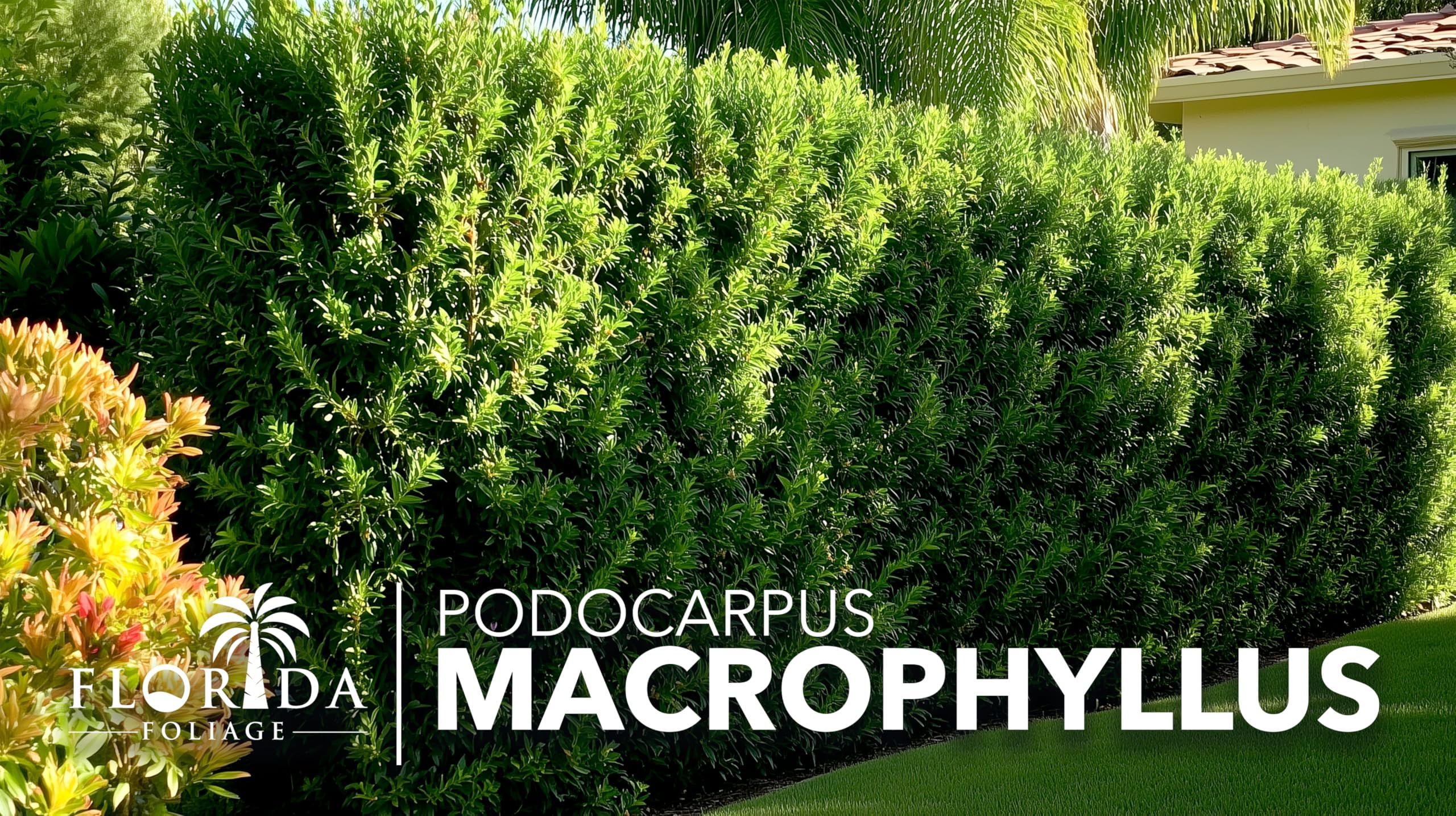 Podocarpus Macrophyllus Japanese Yew  3 Live Plants  Podocarpus macrophyllus  Privacy Hedge Shrub  Evergreen Landscaping Plants for Gardens & Borders