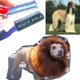 thumbnail image 5 of Cortadora de pelo para mascotas Likrtyny 10 Uds con peine 2 corte de maquinilla de afeitar Oficina Multiescena Multifunción, 5 of 5