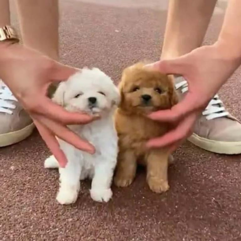 Dogs Pet AI Wuffyi Robotic Puppy