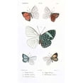 thumbnail image 2 of Butterflies, Plate 23 Poster Print by Emile Blanchard (24 x 36), 2 of 2