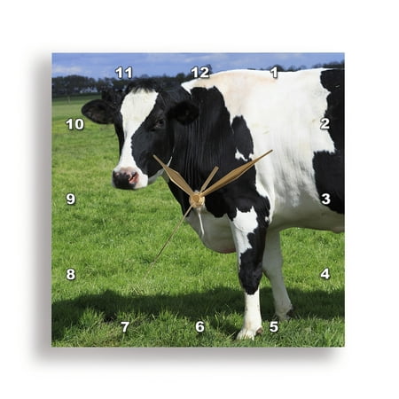 3dRose, Netherlands, North Holland. Dutch Cows in field., 15x15 Wall Clock