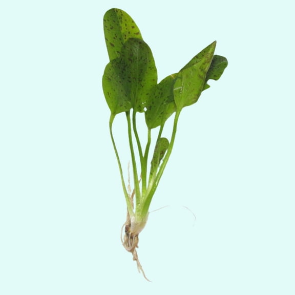 Green Ozelot (Echinodorus) Small Live Aquarium Plants