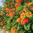 thumbnail image 4 of Set 2 Bright Orange Lantana Plants Live, Vibrant Lantana, Perennial Flowers, Lantana Live Plants for Planting Outdoors, 4 - 6 Inches Tall, 4 of 5