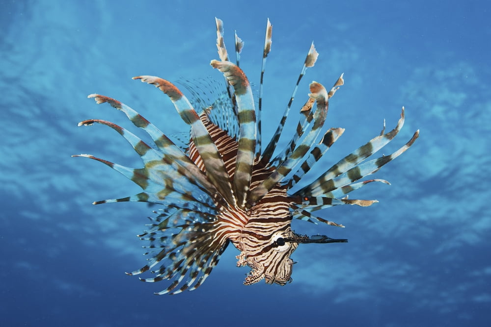 Lionfish displays its poisonous spines Fiji Canvas Art - Terry MooreStocktrek Images (35 x 23)