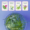 thumbnail image 4 of Air Plant Soak by Southside Plants - Fertilizer Mist for Houseplants, Weekly Plant Food - Gentle Mist Formula for Miracle Feed & Grow - 1 oz, 4 of 5