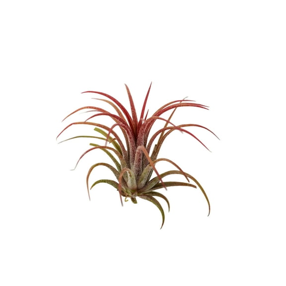 It Blooms Red Tillandsia Ionantha Fuego Air Live Plants