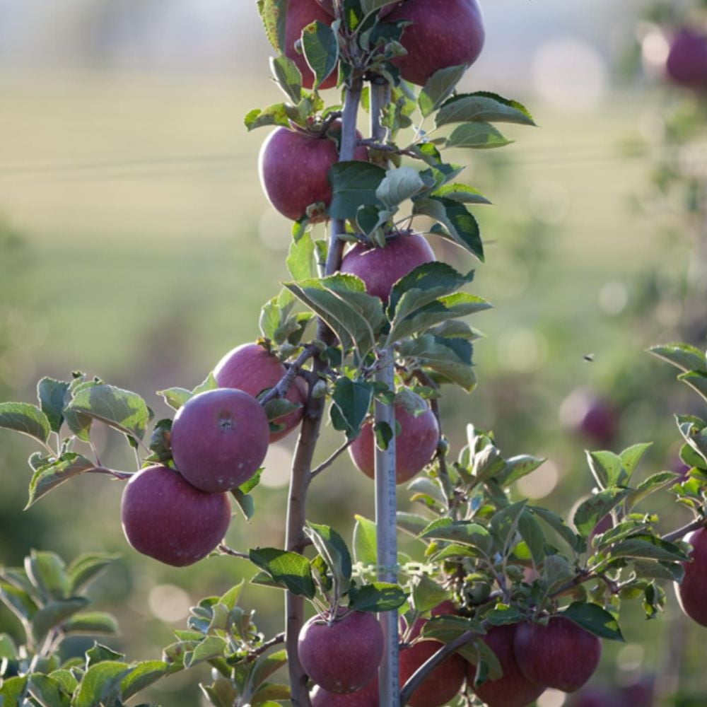 Expert Gardener 3-4 ft tall Arkansas Black Apple Live Tree in 7-Gallon Grower Pot