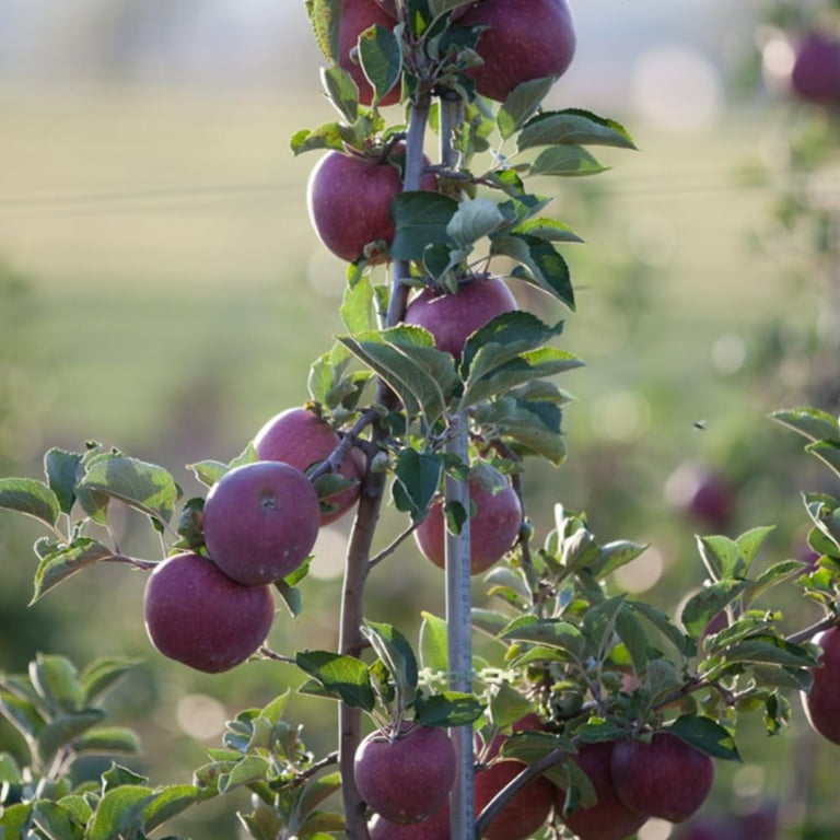 Expert Gardener 2-3 ft tall Arkansas Black Apple Live Tree in 5